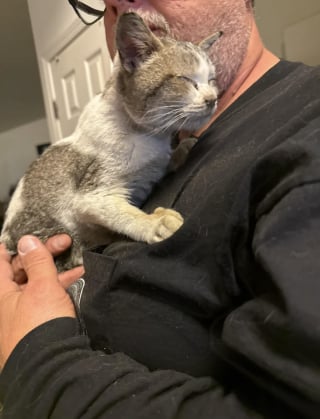 Illustration de l'article : En se rendant simplement dans une station-service, un homme sauve la vie d'un chaton terroris&eacute; et couvert d'huile