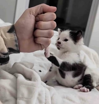 Illustration de l'article : Seul survivant de sa port&eacute;e, ce chaton pr&eacute;matur&eacute; peut compter sur le soutien de chats plus &acirc;g&eacute;s qui veillent sur lui comme des &laquo; oncles &raquo;