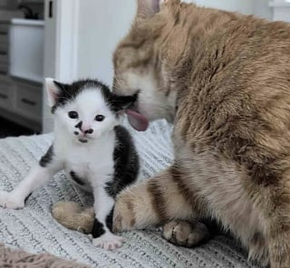 Illustration de l'article : Seul survivant de sa port&eacute;e, ce chaton pr&eacute;matur&eacute; peut compter sur le soutien de chats plus &acirc;g&eacute;s qui veillent sur lui comme des &laquo; oncles &raquo;