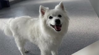 Illustration de l'article : La solidarité s'organise autour d'une pension canine détruite par les flammes avec 17 chiens secourus dans l'urgence