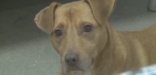 Illustration de l'article : La solidarité s'organise autour d'une pension canine détruite par les flammes avec 17 chiens secourus dans l'urgence