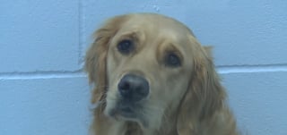 Illustration de l'article : La solidarité s'organise autour d'une pension canine détruite par les flammes avec 17 chiens secourus dans l'urgence