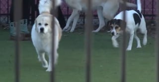 Illustration de l'article : La solidarité s'organise autour d'une pension canine détruite par les flammes avec 17 chiens secourus dans l'urgence