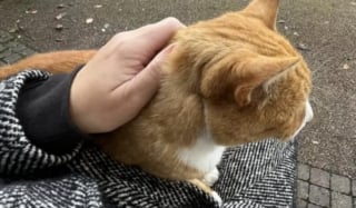 Illustration de l'article : Par amour pour un chat tenant compagnie aux passagers qui attendent le bus, les habitants d'une ville se mobilisent pour lui rendre un bel hommage