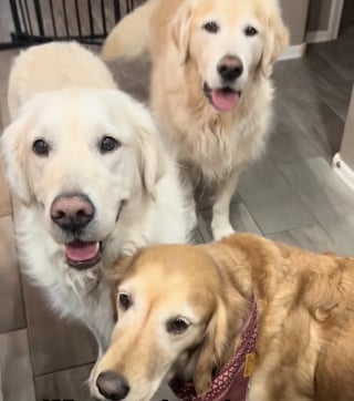 Illustration de l'article : Exploitée dans une usine à chiots, cette chienne traumatisée retrouve le sourire grâce à 7 nouveaux amis (vidéo)