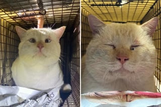 Illustration de l'article : Ce chat errant blanc devait &ecirc;tre rel&acirc;ch&eacute; apr&egrave;s sa st&eacute;rilisation, mais son charme particulier a chang&eacute; son destin (vid&eacute;o)