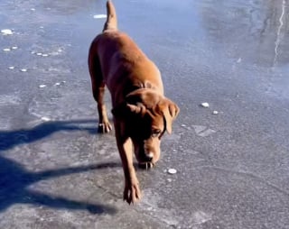 Illustration de l'article : Pr&ecirc;t &agrave; patauger joyeusement dans une flaque, un Labrador se fige en constatant que sa surface est dure comme de la pierre (vid&eacute;o)