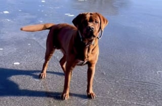 Illustration de l'article : Pr&ecirc;t &agrave; patauger joyeusement dans une flaque, un Labrador se fige en constatant que sa surface est dure comme de la pierre (vid&eacute;o)