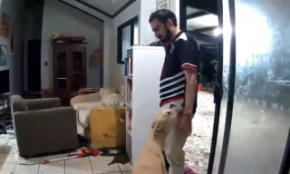 Illustration de l'article : Son chien laisse entrer 2 invit&eacute;s surprises qui mettent le salon sens dessus dessous, il le d&eacute;couvre via sa cam&eacute;ra de surveillance (vid&eacute;o)