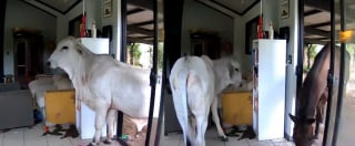 Illustration de l'article : Son chien laisse entrer 2 invit&eacute;s surprises qui mettent le salon sens dessus dessous, il le d&eacute;couvre via sa cam&eacute;ra de surveillance (vid&eacute;o)