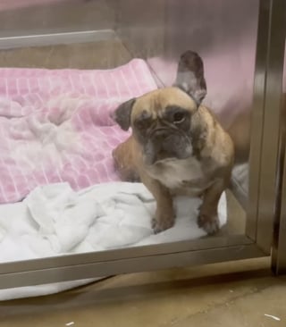 Illustration de l'article : Des sauveteurs découvrent le carton d’un aspirateur devant le refuge et réalisent qu’une petite créature est piégée à l’intérieur (vidéo)