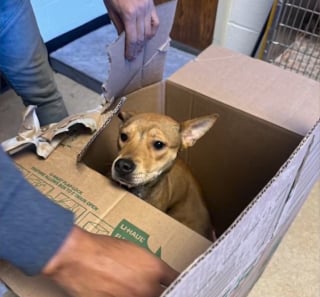 Illustration de l'article : "Tout ce qu'elle voulait c'&eacute;tait se sentir en s&eacute;curit&eacute;", cette chienne prisonni&egrave;re d'un carton et abandonn&eacute;e dans le froid cherche une main rassurante