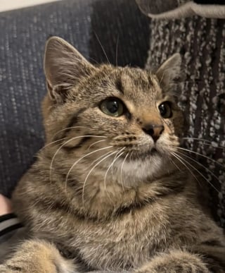 Illustration de l'article : En sortant du travail par une nuit glaciale, elle d&eacute;couvre une jeune chatte sous une voiture et un lien inattendu na&icirc;t entre elles