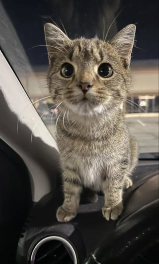 Illustration de l'article : En sortant du travail par une nuit glaciale, elle d&eacute;couvre une jeune chatte sous une voiture et un lien inattendu na&icirc;t entre elles