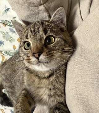 Illustration de l'article : En sortant du travail par une nuit glaciale, elle d&eacute;couvre une jeune chatte sous une voiture et un lien inattendu na&icirc;t entre elles