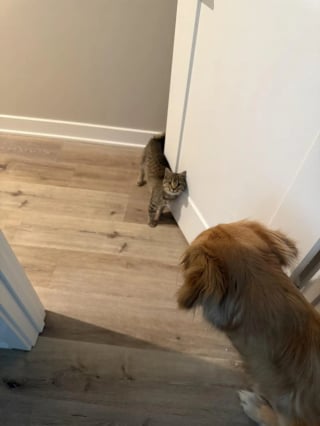 Illustration de l'article : En sortant du travail par une nuit glaciale, elle d&eacute;couvre une jeune chatte sous une voiture et un lien inattendu na&icirc;t entre elles