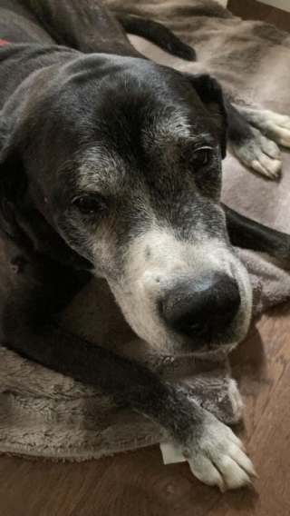 Illustration de l'article : Après avoir échappé à l’euthanasie, ce papy chien plein de vie et de tendresse cherche une dernière maison pour toujours