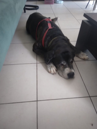 Illustration de l'article : Après avoir échappé à l’euthanasie, ce papy chien plein de vie et de tendresse cherche une dernière maison pour toujours