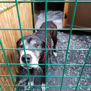 Illustration de l'article : Après avoir échappé à l’euthanasie, ce papy chien plein de vie et de tendresse cherche une dernière maison pour toujours