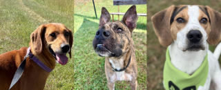 Illustration de l'article : Ce refuge se vide pour la première fois de son existence et doit même "emprunter" 3 chiens pour la parade de Noël