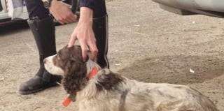 Illustration de l'article : Le sort d'un chien jet&eacute; d'une voiture et se cachant sous une remorque attriste un t&eacute;moin qui alerte les secours