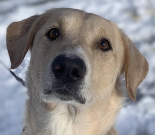 Illustration de l'article : Sauv&eacute; de l'errance et rep&eacute;r&eacute; dans un refuge gr&acirc;ce &agrave; son obsession pour la balle, ce chien errant int&egrave;gre une unit&eacute; d'&eacute;lite de sauvetage