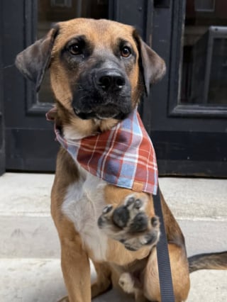 Illustration de l'article : Chaque soir, ce chiot transforme sa promenade en rendez-vous attendrissant avec une concierge de son quartier (vid&eacute;o)