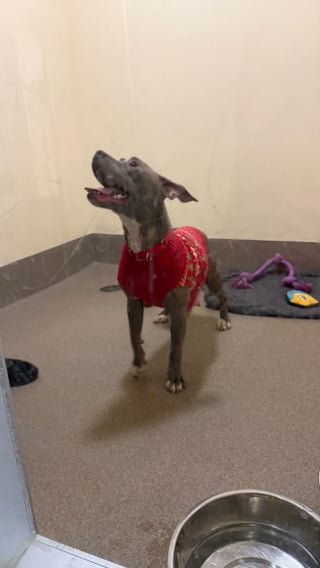 Illustration de l'article : &laquo; Attach&eacute;e, enferm&eacute;e dans une valise et jet&eacute;e dans une benne &agrave; ordures &raquo;, cette chienne court joyeusement partout depuis son sauvetage (vid&eacute;o)