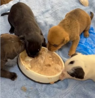 Illustration de l'article : D&eacute;tenus dans un garage insalubre et affam&eacute;s, 28 chiens peuvent d&eacute;sormais esp&eacute;rer une vie meilleure apr&egrave;s l'intervention des autorit&eacute;s