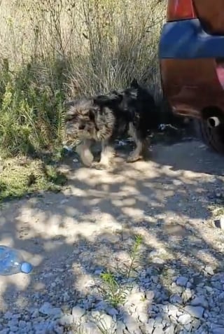 Illustration de l'article : Une chienne affamée interpelle une passante et la guide vers ses 7 chiots nouveau-nés dans l'espoir de leur offrir une vie meilleure