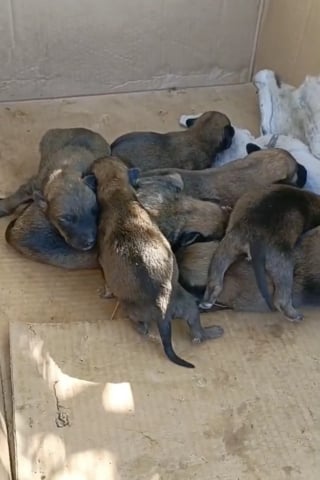 Illustration de l'article : Une chienne affamée interpelle une passante et la guide vers ses 7 chiots nouveau-nés dans l'espoir de leur offrir une vie meilleure