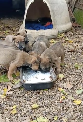 Illustration de l'article : Une chienne affamée interpelle une passante et la guide vers ses 7 chiots nouveau-nés dans l'espoir de leur offrir une vie meilleure