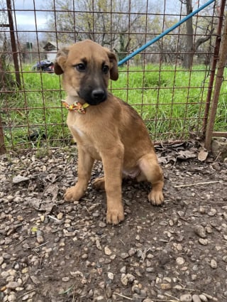 Illustration de l'article : Une chienne affamée interpelle une passante et la guide vers ses 7 chiots nouveau-nés dans l'espoir de leur offrir une vie meilleure