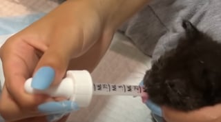 Illustration de l'article : Elle d&eacute;couvre 2 chatons aux yeux infect&eacute;s, les soigne et en fait les vedettes de ses parties de jeux vid&eacute;o en direct