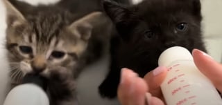 Illustration de l'article : Elle d&eacute;couvre 2 chatons aux yeux infect&eacute;s, les soigne et en fait les vedettes de ses parties de jeux vid&eacute;o en direct