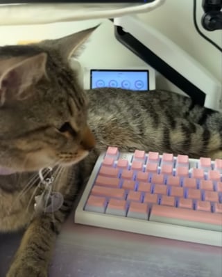 Illustration de l'article : Elle d&eacute;couvre 2 chatons aux yeux infect&eacute;s, les soigne et en fait les vedettes de ses parties de jeux vid&eacute;o en direct