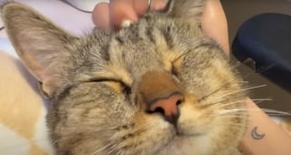 Illustration de l'article : Elle d&eacute;couvre 2 chatons aux yeux infect&eacute;s, les soigne et en fait les vedettes de ses parties de jeux vid&eacute;o en direct