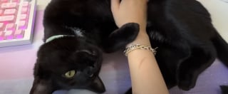 Illustration de l'article : Elle d&eacute;couvre 2 chatons aux yeux infect&eacute;s, les soigne et en fait les vedettes de ses parties de jeux vid&eacute;o en direct