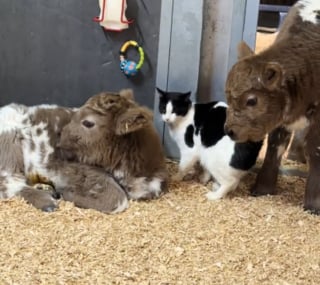 Illustration de l'article : Une jeune chatte de ferme fait la connaissance de 3 veaux et d&eacute;cide d'en faire ses amis pour la vie (vid&eacute;o)