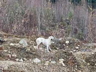 Illustration de l'article : Pendant 6 semaines, de nombreux habitants proposent des solutions diverses et multiplient les efforts pour mettre une chienne vivant seule dans la for&ecirc;t en s&eacute;curit&eacute;