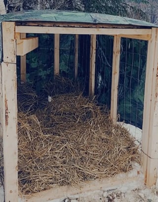 Illustration de l'article : Pendant 6 semaines, de nombreux habitants proposent des solutions diverses et multiplient les efforts pour mettre une chienne vivant seule dans la for&ecirc;t en s&eacute;curit&eacute;