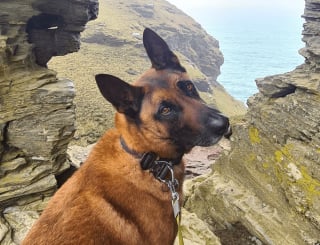 Illustration de l'article : &Agrave; travers un acte de g&eacute;n&eacute;rosit&eacute;, une association permet &agrave; un chien policier &agrave; la retraite de courir &agrave; nouveau apr&egrave;s une op&eacute;ration vitale de 1700 euros