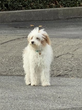 Illustration de l'article : « Je n'y ai même pas réfléchi », une coiffeuse voit une chienne lutter dans un canal et plonge sans hésiter dans l'eau glacée pour la sauver (vidéo)