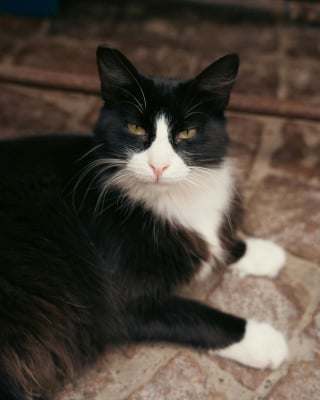 Illustration de l'article : "Un vrai travail de d&eacute;tective" permet &agrave; un chat disparu 11 ans plus t&ocirc;t de rentrer aupr&egrave;s des siens