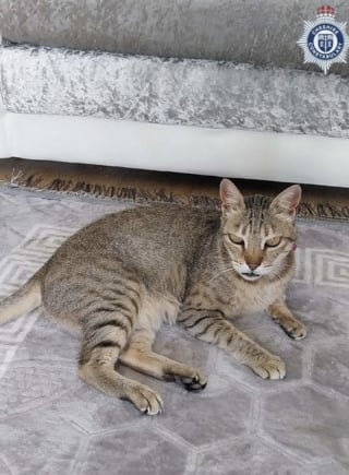 Illustration de l'article : Face &agrave; l&rsquo;intrusion d&rsquo;un voleur, un chat courageux prot&egrave;ge sa propri&eacute;taire et met en fuite le criminel