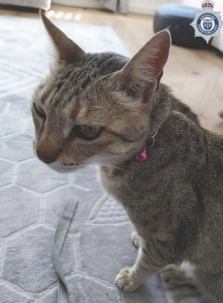 Illustration de l'article : Face &agrave; l&rsquo;intrusion d&rsquo;un voleur, un chat courageux prot&egrave;ge sa propri&eacute;taire et met en fuite le criminel