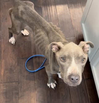 Illustration de l'article : Apr&egrave;s des ann&eacute;es de souffrance, une petite Pitbull conna&icirc;t enfin le bonheur en d&eacute;couvrant son tout premier jouet (vid&eacute;o)