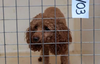 Illustration de l'article : Un signalement anonyme permet &agrave; 71 chiens entass&eacute;s et d&eacute;tenus dans des conditions indignes de conna&icirc;tre une tout autre vie