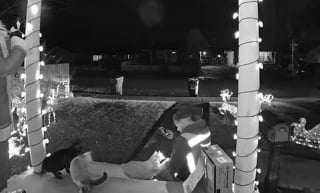 Illustration de l'article : Un livreur partage un bref moment de tendresse avec 3 chats, leur ma&icirc;tresse &eacute;mue veut l'honorer pour son geste (vid&eacute;o) 