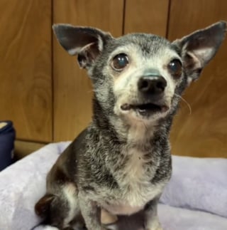 Illustration de l'article : Abandonn&eacute; &agrave; 15 ans, ce Chihuahua fixe la porte durant une semaine et esp&egrave;re le retour de sa famille (vid&eacute;o)